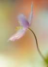 Tender Spring Art Print