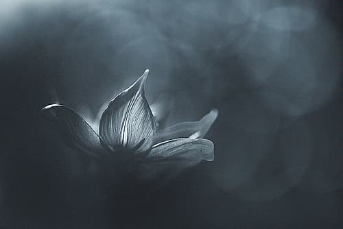 Catching the Light Art Print