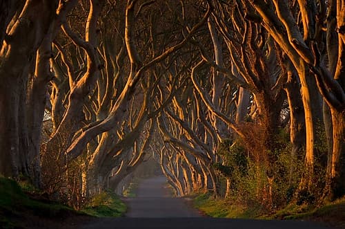 The Dark Hedges In The Morning Sunshine Art Print