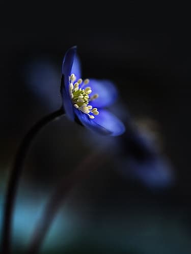 Hepatica Nobilis Ll Art Print
