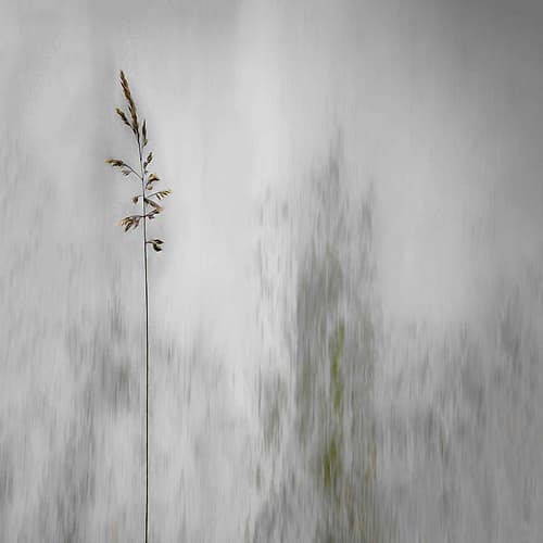 Blade Of Grass Art Print by Gilbert Claes