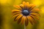 Sunshine Daisy Art Print