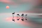 Family Flamingos Art Print