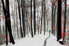 Through Autumn And Winter Art Print