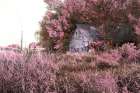 Pink Landscape 7 Art Print