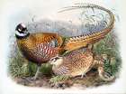 Reeves Pheasants Art Print