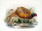 Colchicus Pheasant Art Print