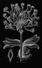 Delicate Amarylis Traditional Print