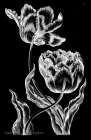 Double Oriflamme Traditional Print