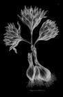 Sanguineous Colchicum Traditional Print
