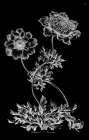 Complete Anemone Traditional Print