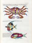Crabbe Marinne D Amboine Art Print