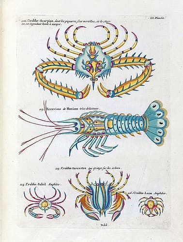 Crabbe- Scorpion Coastal Print