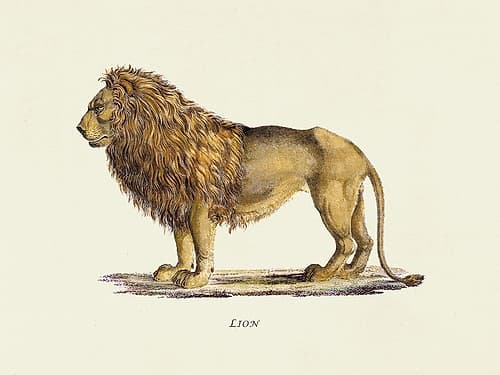 Lion Art Print by Heinrich Rudolf Schinz