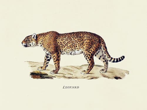 Leopard Art Print by Heinrich Rudolf Schinz