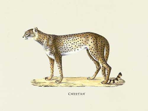 Cheetah Art Print by Heinrich Rudolf Schinz