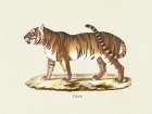 Tiger Art Print