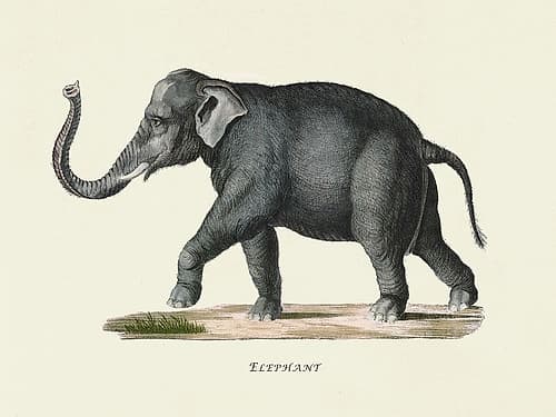 Elephant Art Print by Heinrich Rudolf Schinz