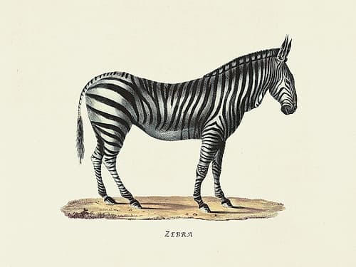 Zebra Art Print by Heinrich Rudolf Schinz