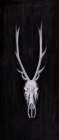  DEER SKULL ON BLACK BACKGROUND - by Atelier B Art Studio | Begin Edition International | Atelier B Art Studio