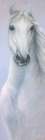 POWERFUL WHITE HORSE Art Print