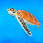 Sea Turtle Art Print