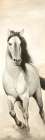 Graceful Horse Art Print