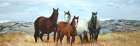 Group of Wild Horses Art Print
