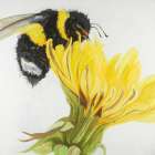 Bumblebee on a Dandelion Art Print