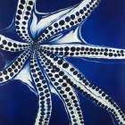 Swimming Octopus Art Print
