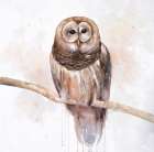 Owl on a Branch Art Print