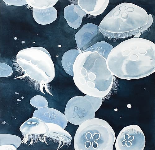 Aurelia Aurita Jellyfishes Art Print by Atelier B Art Studio