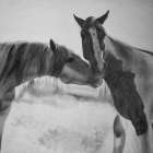 HORSES LOVER Art Print