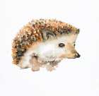 WATERCOLOR HEDGEHOG Art Print