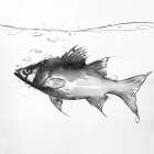 SWIMMING FISH Art Print