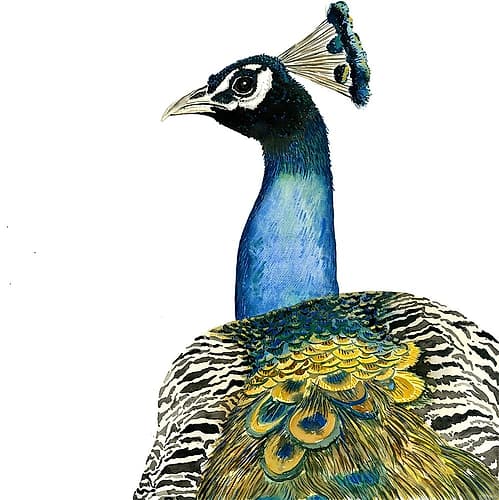 WATERCOLOR PEACOCK Art Print