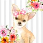 CHIHUAHUA DOG Art Print