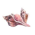 HORSE CONCH SEASHELLS Art Print