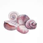 SEASIDE SHELLS Art Print