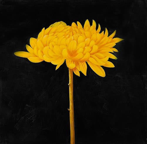 YELLOW FLOWER IN THE DARK Art Print by Atelier B Art Studio