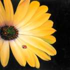 Yellow Daisy and Ladybug Art Print