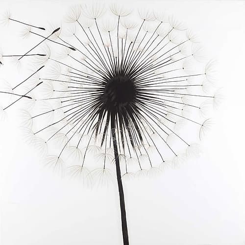Silhouette of Dandelion Art Print by Atelier B Art Studio