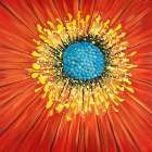 Close-up on a red flower Art Print