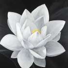Overhead View of a Lotus Flower Bathroom Art Print