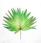 Fan Palm Leaf Art Print