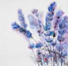 Watercolor Lavender Flowers Art Print