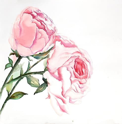 Watercolor Pink Roses Art Print by Atelier B Art Studio