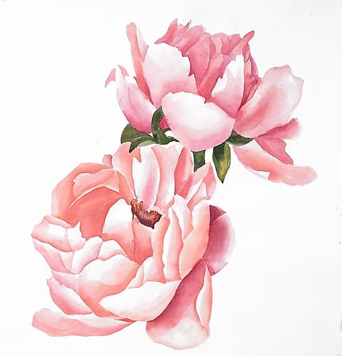 Two Pink Watercolor Roses Art Print by Atelier B Art Studio
