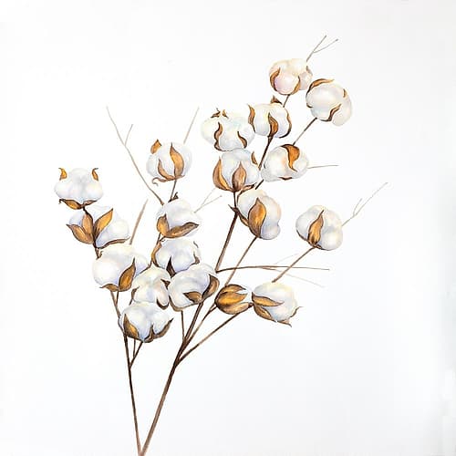A Branch of Cotton Flowers Art Print by Atelier B Art Studio