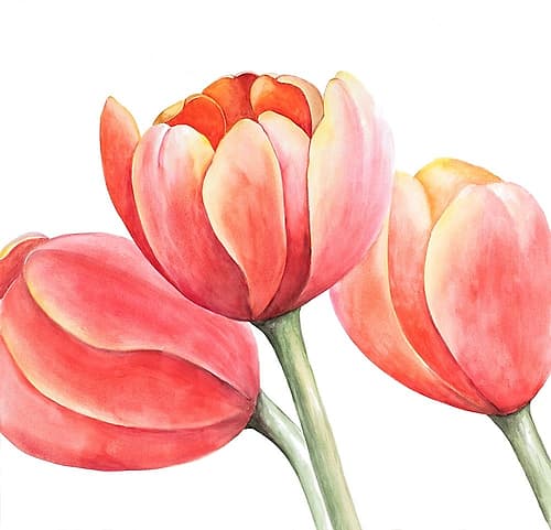 THREE TULIPS CLOSEUP Art Print